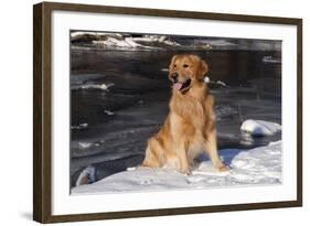 Golden Retriever (Male) Sitting in Snow Next to Brook, St. Charles, Illinois, USA-Lynn M^ Stone-Framed Photographic Print