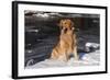 Golden Retriever (Male) Sitting in Snow Next to Brook, St. Charles, Illinois, USA-Lynn M^ Stone-Framed Photographic Print