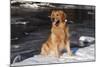 Golden Retriever (Male) Sitting in Snow Next to Brook, St. Charles, Illinois, USA-Lynn M^ Stone-Mounted Photographic Print
