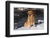 Golden Retriever (Male) Sitting in Snow Next to Brook, St. Charles, Illinois, USA-Lynn M^ Stone-Framed Photographic Print