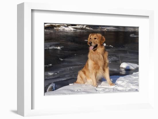 Golden Retriever (Male) Sitting in Snow Next to Brook, St. Charles, Illinois, USA-Lynn M^ Stone-Framed Photographic Print