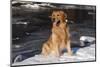 Golden Retriever (Male) Sitting in Snow Next to Brook, St. Charles, Illinois, USA-Lynn M^ Stone-Mounted Photographic Print