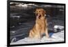 Golden Retriever (Male) Sitting in Snow Next to Brook, St. Charles, Illinois, USA-Lynn M^ Stone-Framed Photographic Print