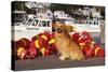 Golden Retriever Male Sitting on Dock with Lobster Pot Floats, New Harbor, Maine-Lynn M^ Stone-Stretched Canvas