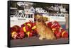 Golden Retriever Male Sitting on Dock with Lobster Pot Floats, New Harbor, Maine-Lynn M^ Stone-Framed Stretched Canvas