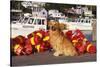 Golden Retriever Male Sitting on Dock with Lobster Pot Floats, New Harbor, Maine-Lynn M^ Stone-Stretched Canvas