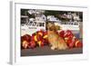 Golden Retriever Male Sitting on Dock with Lobster Pot Floats, New Harbor, Maine-Lynn M^ Stone-Framed Photographic Print