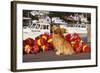 Golden Retriever Male Sitting on Dock with Lobster Pot Floats, New Harbor, Maine-Lynn M^ Stone-Framed Photographic Print