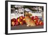 Golden Retriever Male Sitting on Dock with Lobster Pot Floats, New Harbor, Maine-Lynn M^ Stone-Framed Photographic Print