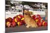 Golden Retriever Male Sitting on Dock with Lobster Pot Floats, New Harbor, Maine-Lynn M^ Stone-Mounted Photographic Print