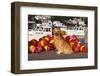 Golden Retriever Male Sitting on Dock with Lobster Pot Floats, New Harbor, Maine-Lynn M^ Stone-Framed Photographic Print