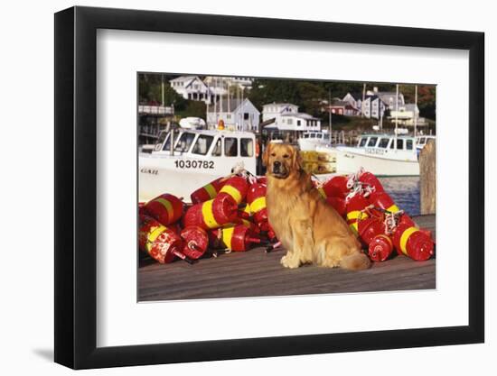 Golden Retriever Male Sitting on Dock with Lobster Pot Floats, New Harbor, Maine-Lynn M^ Stone-Framed Photographic Print