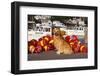 Golden Retriever Male Sitting on Dock with Lobster Pot Floats, New Harbor, Maine-Lynn M^ Stone-Framed Photographic Print