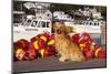 Golden Retriever Male Sitting on Dock with Lobster Pot Floats, New Harbor, Maine-Lynn M^ Stone-Mounted Photographic Print