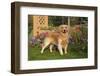 Golden Retriever (Male) Standing in Front of Late Summer Flower Garden, Geneva, Illinois, USA-Lynn M^ Stone-Framed Photographic Print