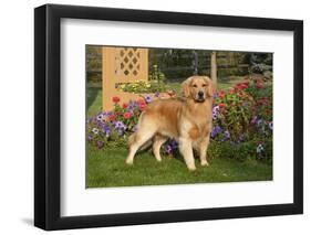 Golden Retriever (Male) Standing in Front of Late Summer Flower Garden, Geneva, Illinois, USA-Lynn M^ Stone-Framed Photographic Print