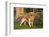 Golden Retriever (Male) Standing in Front of Late Summer Flower Garden, Geneva, Illinois, USA-Lynn M^ Stone-Framed Photographic Print