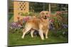 Golden Retriever (Male) Standing in Front of Late Summer Flower Garden, Geneva, Illinois, USA-Lynn M^ Stone-Mounted Photographic Print