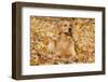 Golden Retriever (Male), Suddenly Alert, Lying in Yellow Maple Leaves, Oglesby, Illinois, USA-Lynn M^ Stone-Framed Photographic Print