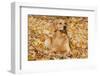 Golden Retriever (Male), Suddenly Alert, Lying in Yellow Maple Leaves, Oglesby, Illinois, USA-Lynn M^ Stone-Framed Photographic Print