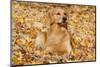 Golden Retriever (Male), Suddenly Alert, Lying in Yellow Maple Leaves, Oglesby, Illinois, USA-Lynn M^ Stone-Mounted Photographic Print