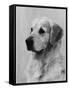 Golden Retriever Named Cabus Cadet (Nickname Paddy)-null-Framed Stretched Canvas