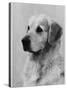 Golden Retriever Named Cabus Cadet (Nickname Paddy)-null-Stretched Canvas