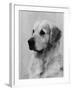 Golden Retriever Named Cabus Cadet (Nickname Paddy)-null-Framed Photographic Print