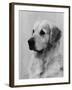 Golden Retriever Named Cabus Cadet (Nickname Paddy)-null-Framed Photographic Print