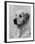 Golden Retriever Named Cabus Cadet (Nickname Paddy)-null-Framed Photographic Print