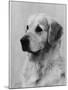 Golden Retriever Named Cabus Cadet (Nickname Paddy)-null-Mounted Photographic Print