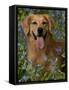 Golden Retriever Portrait in Bluebells-Lynn M^ Stone-Framed Stretched Canvas