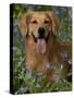 Golden Retriever Portrait in Bluebells-Lynn M^ Stone-Stretched Canvas
