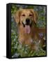 Golden Retriever Portrait in Bluebells-Lynn M^ Stone-Framed Stretched Canvas