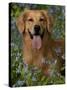 Golden Retriever Portrait in Bluebells-Lynn M^ Stone-Stretched Canvas