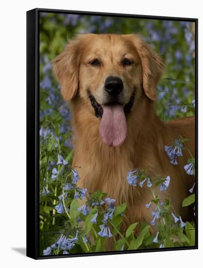 Golden Retriever Portrait in Bluebells-Lynn M^ Stone-Framed Stretched Canvas