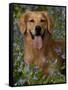 Golden Retriever Portrait in Bluebells-Lynn M^ Stone-Framed Stretched Canvas