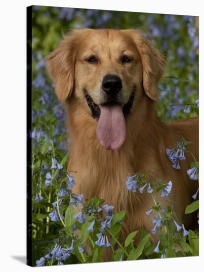 Golden Retriever Portrait in Bluebells-Lynn M^ Stone-Stretched Canvas