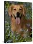 Golden Retriever Portrait in Bluebells-Lynn M^ Stone-Stretched Canvas