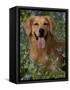 Golden Retriever Portrait in Bluebells-Lynn M^ Stone-Framed Stretched Canvas