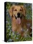 Golden Retriever Portrait in Bluebells-Lynn M^ Stone-Stretched Canvas