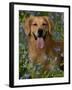 Golden Retriever Portrait in Bluebells-Lynn M^ Stone-Framed Photographic Print