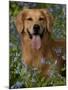 Golden Retriever Portrait in Bluebells-Lynn M^ Stone-Mounted Photographic Print