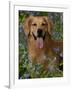 Golden Retriever Portrait in Bluebells-Lynn M^ Stone-Framed Photographic Print