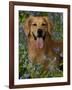 Golden Retriever Portrait in Bluebells-Lynn M^ Stone-Framed Photographic Print