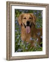 Golden Retriever Portrait in Bluebells-Lynn M^ Stone-Framed Photographic Print