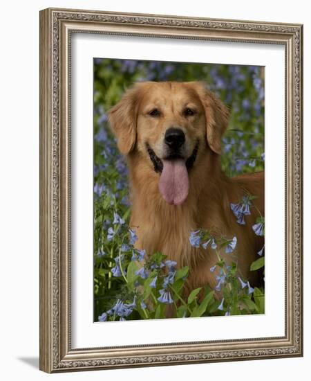 Golden Retriever Portrait in Bluebells-Lynn M^ Stone-Framed Photographic Print