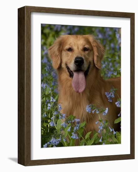 Golden Retriever Portrait in Bluebells-Lynn M^ Stone-Framed Photographic Print