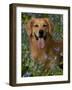 Golden Retriever Portrait in Bluebells-Lynn M^ Stone-Framed Photographic Print