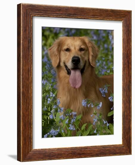 Golden Retriever Portrait in Bluebells-Lynn M^ Stone-Framed Photographic Print